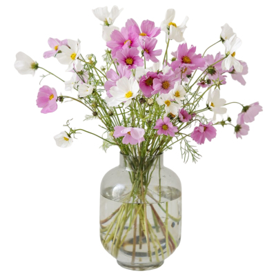 格桑花云南直发鲜花水养瓶插花