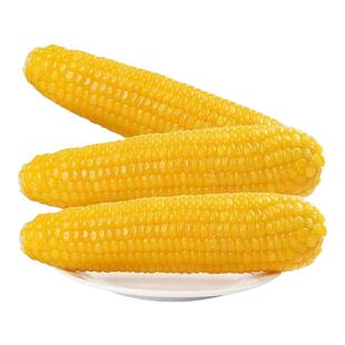 新鲜玉米东北黄黏糯玉米棒新货真空包装黄苞米甜玉米黏玉米
