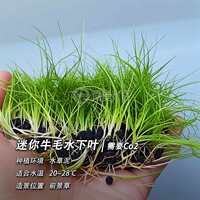A comprehensive collection of aquatic plants: Blood-red court lilacs, mini ground-lying dwarf pearl chili banyan, Dutch scenery, and underwater leaf grass tank landscaping thumbnail 2