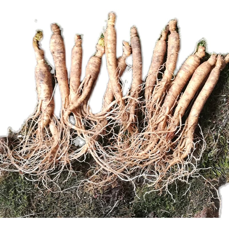 东北新鲜煲汤泡水整枝包邮野人参