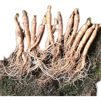 东北新鲜煲汤泡水整枝包邮野人参