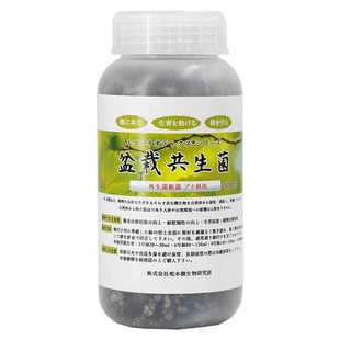 日本进口壳斗科山毛榉树盆栽盆景外生菌根菌犬枹栎水橡树