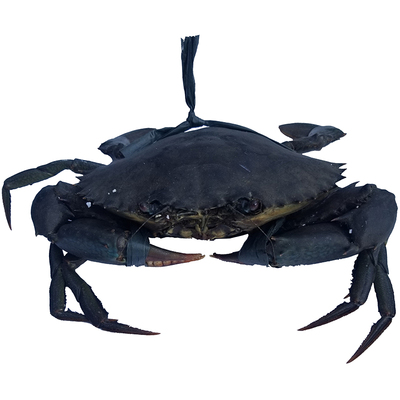 鲜活2斤缅甸香辣迷踪格力青蟹