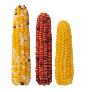 yee仓鼠零食磨牙棒小玉米金丝熊营养粮食面包虫造景用品生活玩具