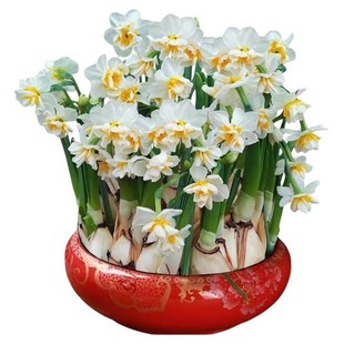 漳州水仙花种球水培植物耐寒好养花卉阳台室内重瓣洋水仙球根盆栽