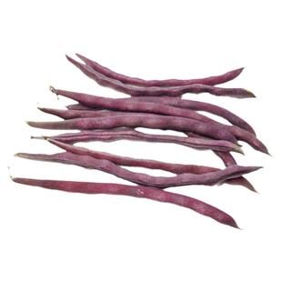 八月忙豆角种子高产秋豆角种籽四季阳台盆栽紫红架豆芸豆蔬菜种孑