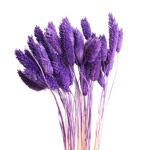 宝石草干花花束天然风真花干美人草桌面家居客厅装饰摄影摆件插花