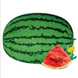 懒汉西瓜种籽早熟懒人王8424麒麟西瓜种子大全南北方庭院阳台盆栽