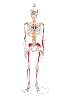 美善模型85CM人体骨骼模型教具