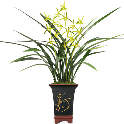 素心吴字翠墨兰办公室植物