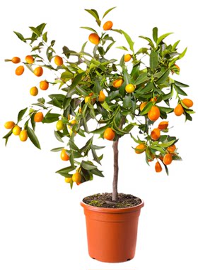 壹植当年结果脆蜜金桔特大苗