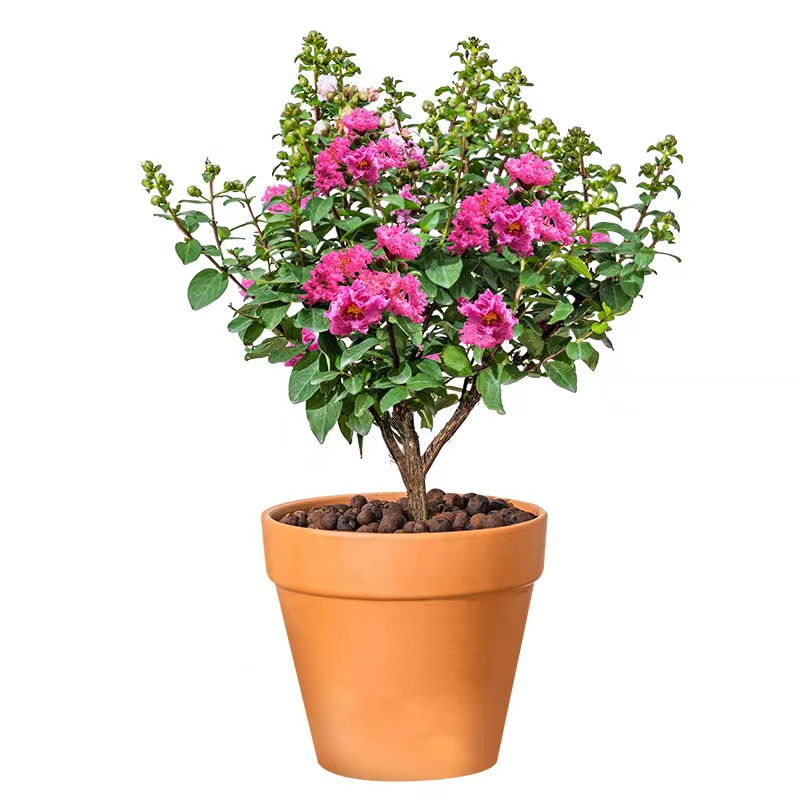 百日红盆栽花期长木本紫薇树