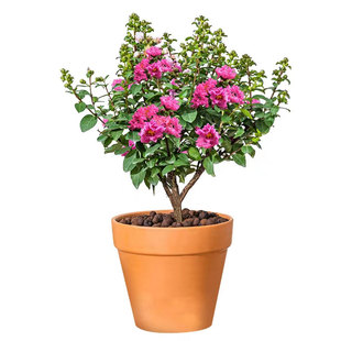 紫薇花树苗盆栽红花紫薇苗美国红火箭百日红庭院花卉植物绿化苗木