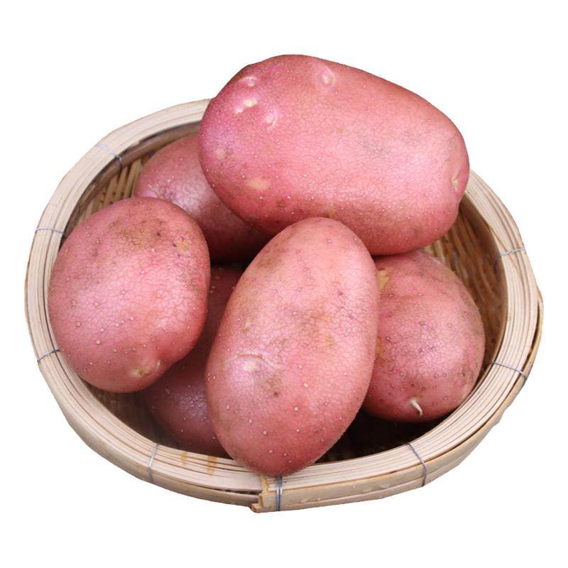 新鲜大土豆农家自种蔬菜云南红皮黄皮黄心土豆马铃薯洋芋9斤包邮