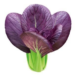 紫油菜种子紫小白菜种籽红油菜籽种青梗菜疏种籽四季冬季孑紫罗兰