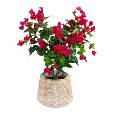 塔莎的花园三角梅四季室内花卉