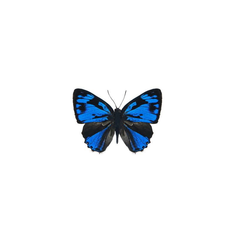 真灰蝶标本已展翅埃圆灰蝶Polyommatus icarus标本压棉发货简装