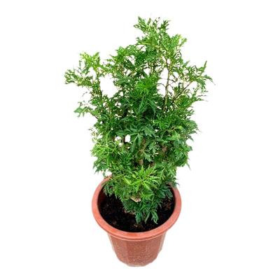 羽叶福禄桐盆栽细叶森