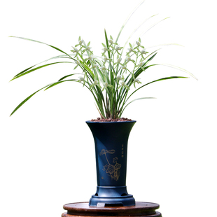 高端老种四季建兰银边大贡大凤素金边七彩丹霞带花浓香好养室内卉