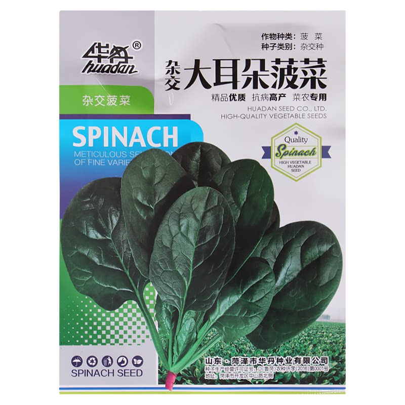 四季大叶菠菜种子种孑菜园盆栽耐热耐寒厚叶趴地虎菠菜籽蔬菜种籽