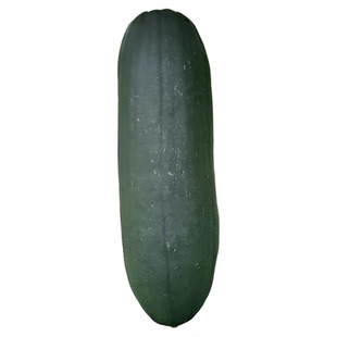 四季广东巨型黑皮冬瓜种子本地老品种农家高产特大冬瓜籽种大全春