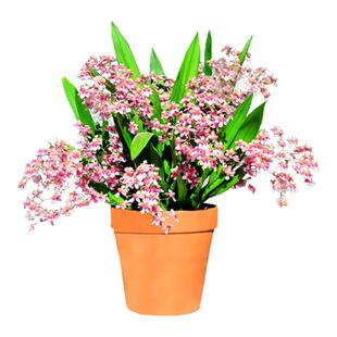 翁源兰花苗文心兰梦香带花苞浓香水香兰水培绿植物阳台秋冬好易养