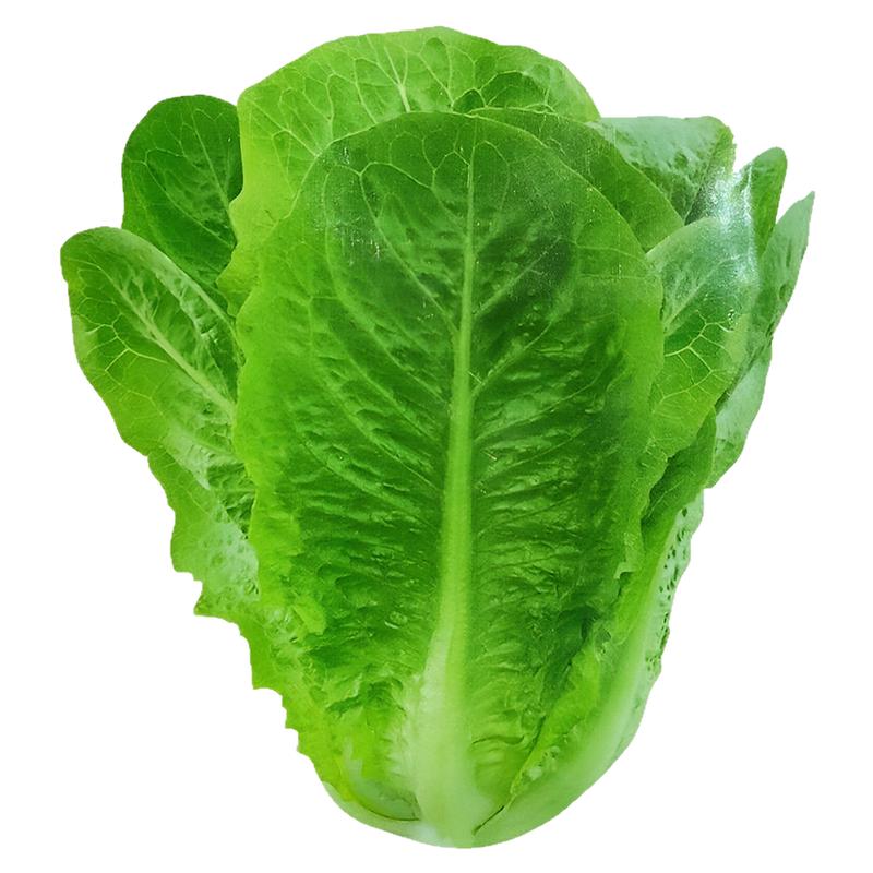 【孔雀菜种子】正品孔雀菜直立生菜沙拉菜种籽四季播种生吃脆甜