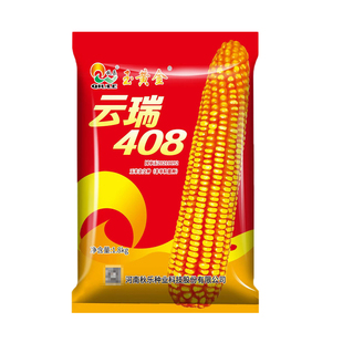西南国审绿色玉米种籽云瑞408 耐白斑耐瘠薄耐干旱耐密植