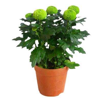 菊花盆栽带花苞四季植物阳台花卉