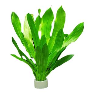 水草植物鱼缸增氧造景阴性水榕蜈蚣草水兰真草火山石好养懒人水草