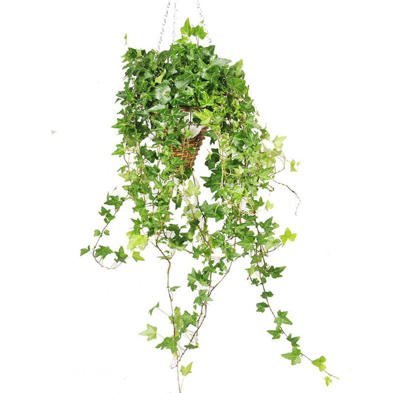 常春藤盆栽垂吊带藤绿植花卉净化空气植物新房装修