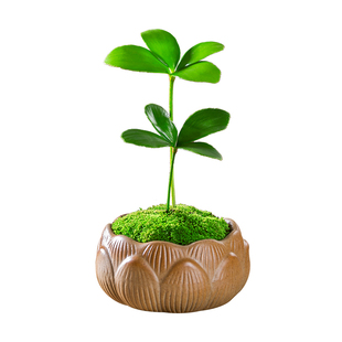 墨西哥铁树盆栽花卉植物室内办公室桌面花四季好养绿植禅意小盆景