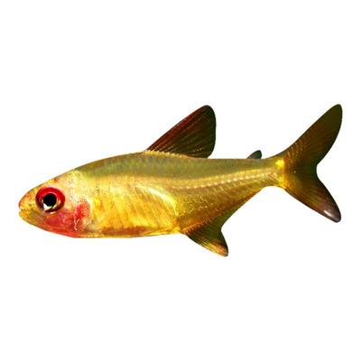 草缸高端热带灯科鱼超级柠檬灯