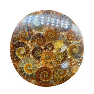 天然马达加斯切片菊石玉化螺盘观赏收藏招财转运螺家居办公摆件