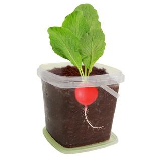 儿童种植根系生长植物盲盒科学观察草莓小花农向日葵盆栽种子发芽