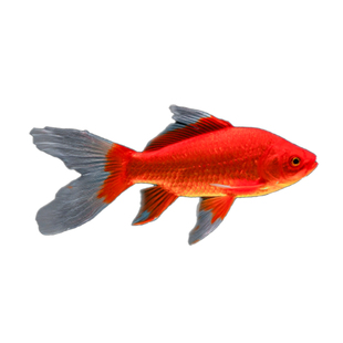 不用打氧的大红草金鱼闯缸新手好养耐活冷水自来水活鱼锦鲤观赏鱼