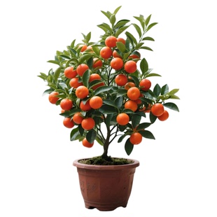 正宗广西无籽砂糖橘子树苗南北方种植家庭庭院沙糖桔果树带土盆栽