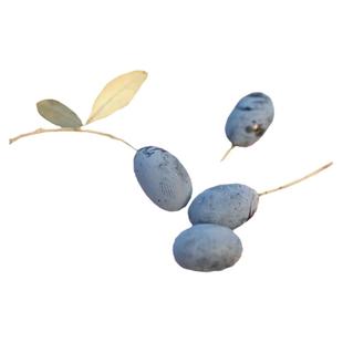 种花王大爷 油橄榄盆栽北欧ins风绿植室内客厅树苗网红植物庭院