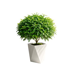 正宗清香木胡椒木花卉植物九里香盆栽绿植室内驱蚊功效蛋糕装饰叶