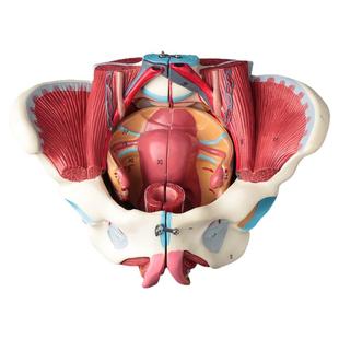 女性骨盆盆底肌肉解剖模型分娩产后生殖恢复医学盆腔器官结构教具