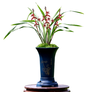 翁源兰花喜花里四季建兰高端红花正品暮山紫小国魂浓香型好养室内