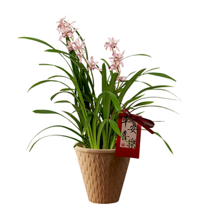 【带花苞】韩国小姐兰花蕙兰盆栽办公室内植物年宵花客厅桌面花卉