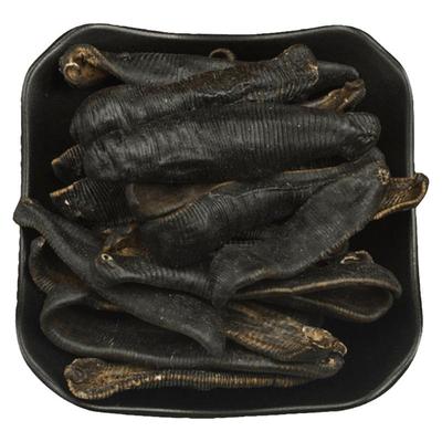 大个金边清水水蛭！中药材