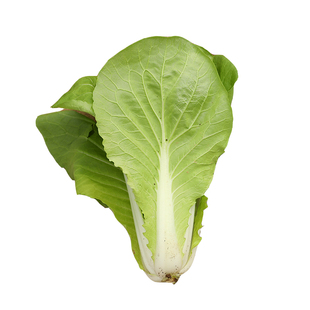 奶油快菜小白菜种子种籽快菜籽心秋四季蔬菜秋季白莱岔栽菜种籽子