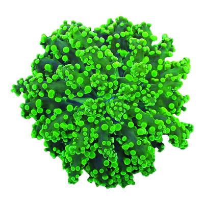 蛙卵珊瑚荧光绿花瓶双色提子珊瑚