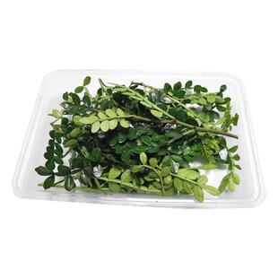 清香木新鲜酒楼摆盘点缀花草蛋糕甜品饮品装饰叶子胡椒木金青香木