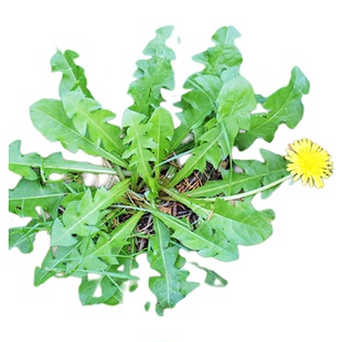 蒲公英种子的种籽苗秧婆婆丁种植菜种孑药用盆栽籽种菜籽籽种