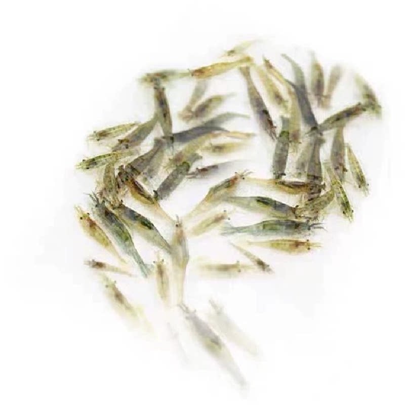 黑壳虾包邮活体免包装樱花虾除藻虾工具虾观赏虾清洁草缸水草工具