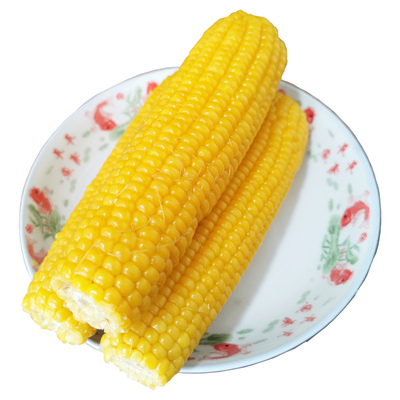 2025年东北黄糯玉米新鲜甜糯玉米