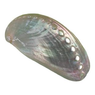 天然海螺贝壳白色驴耳鲍鱼壳 水族鱼缸造景装饰橱窗拍摄道